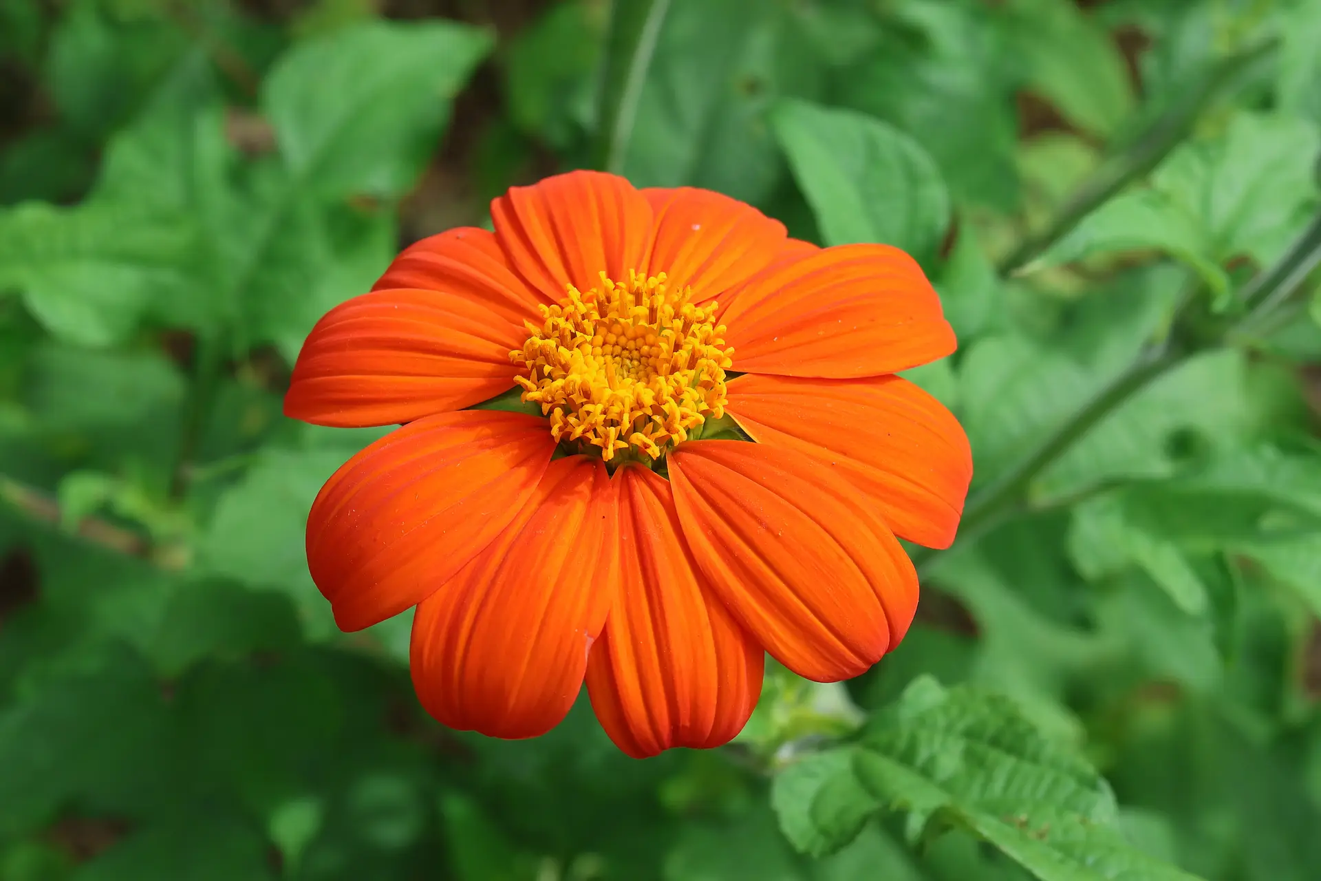 An orange Mexican sunflower among green leaves