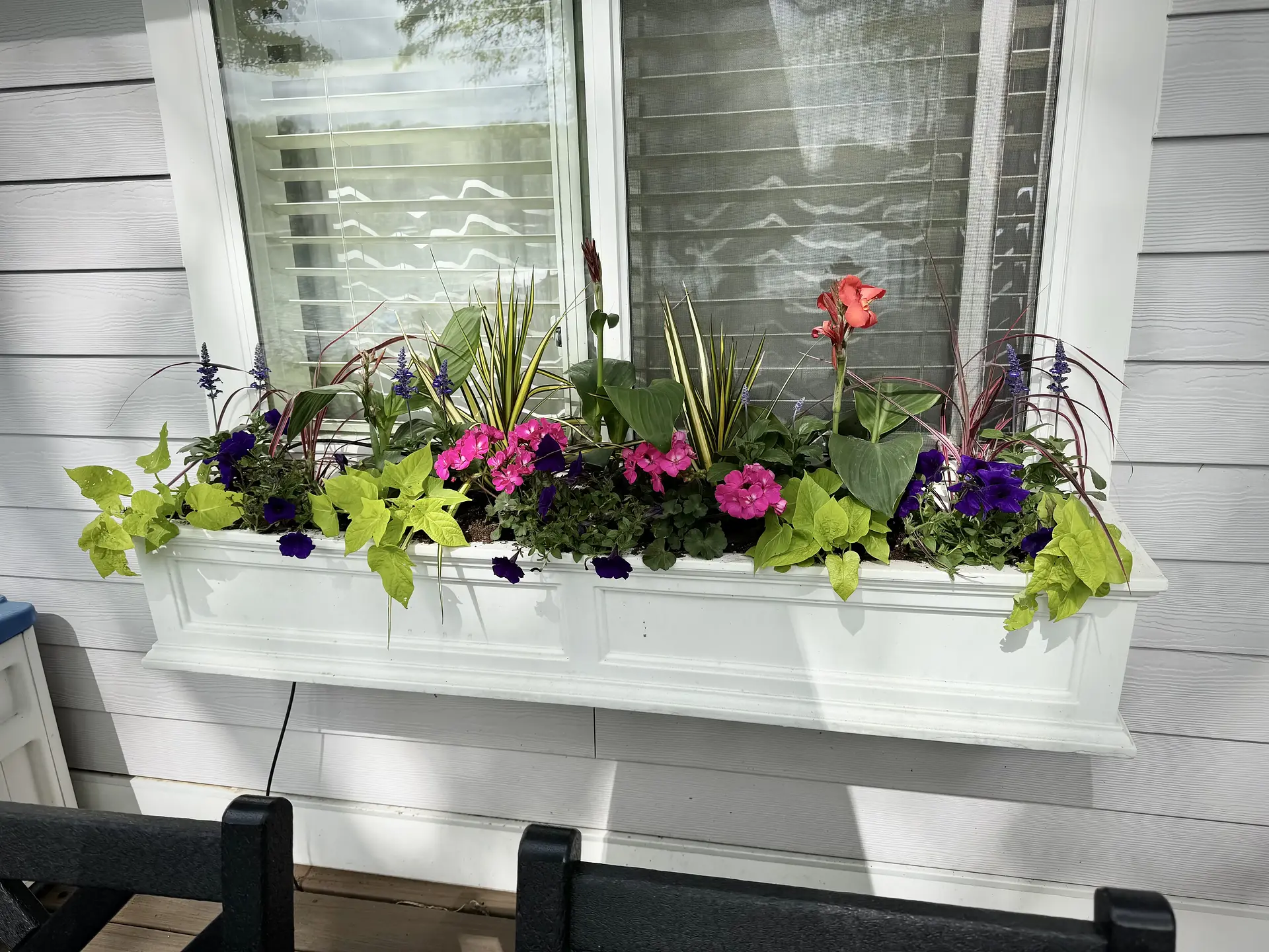 A white window box planted with petunias, coleus and trailing greens