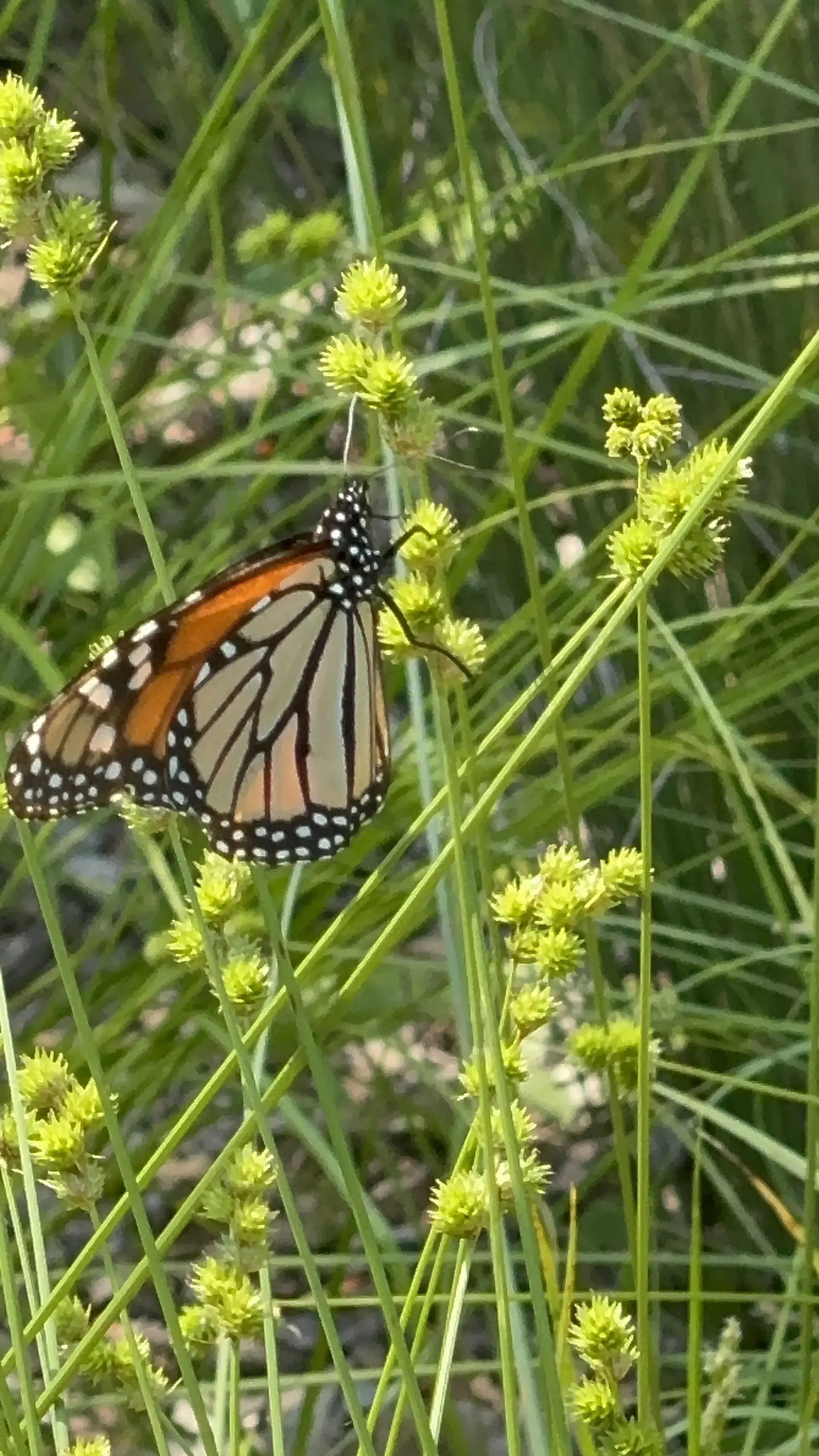 A monarch butterfly resting on native sedge