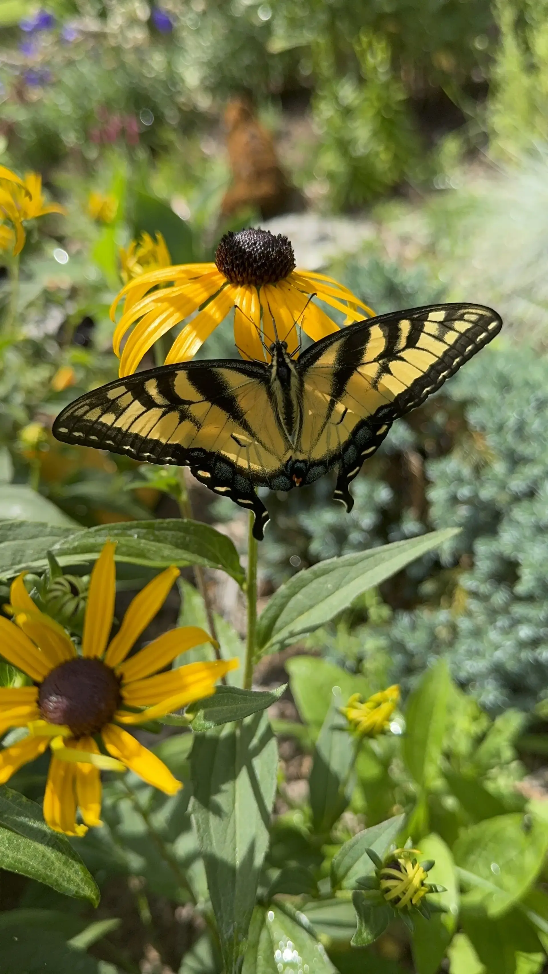 A tiger swallowtail on a black-eyed Susan