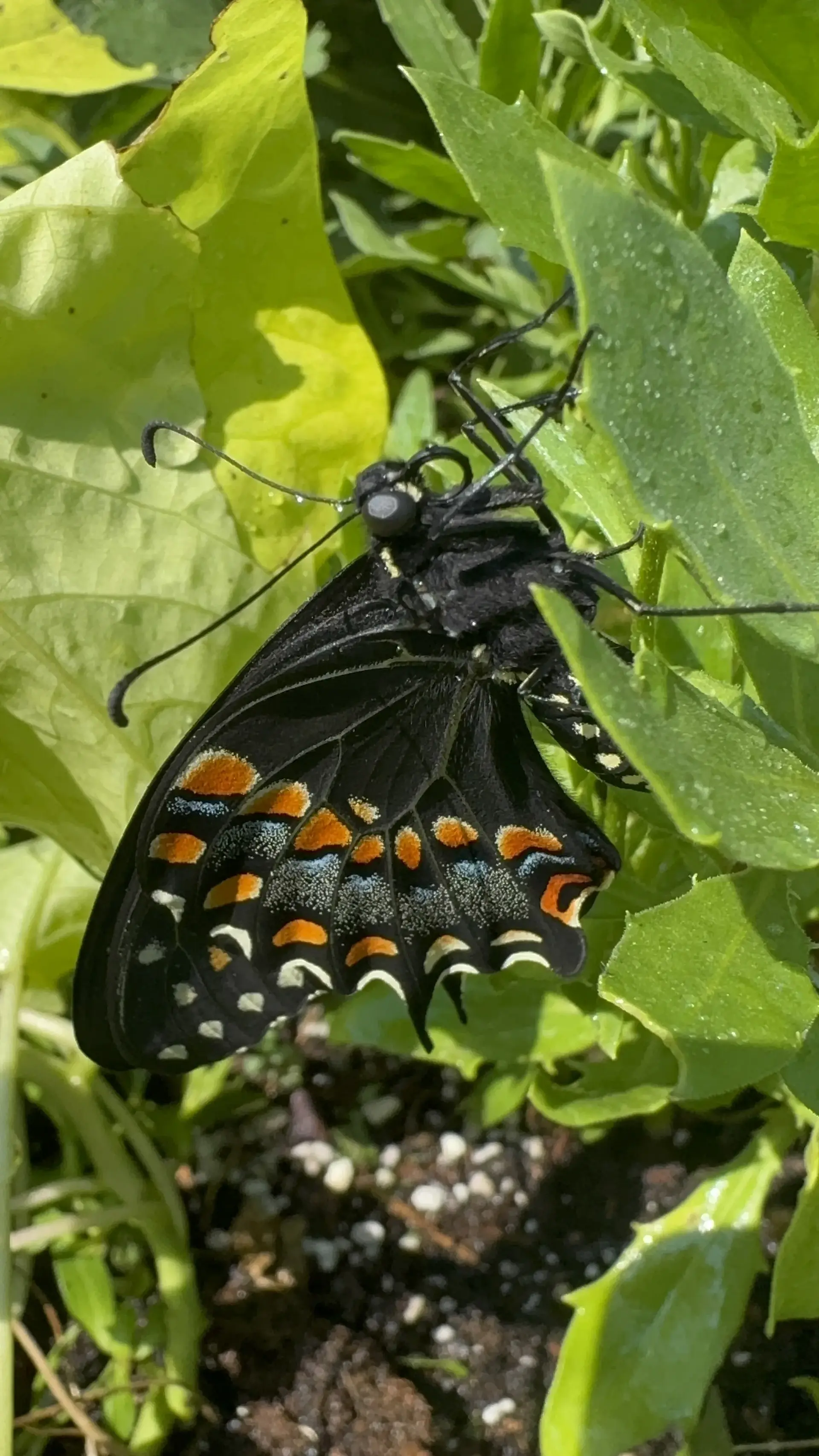 A black swallowtail butterfly among green leaves