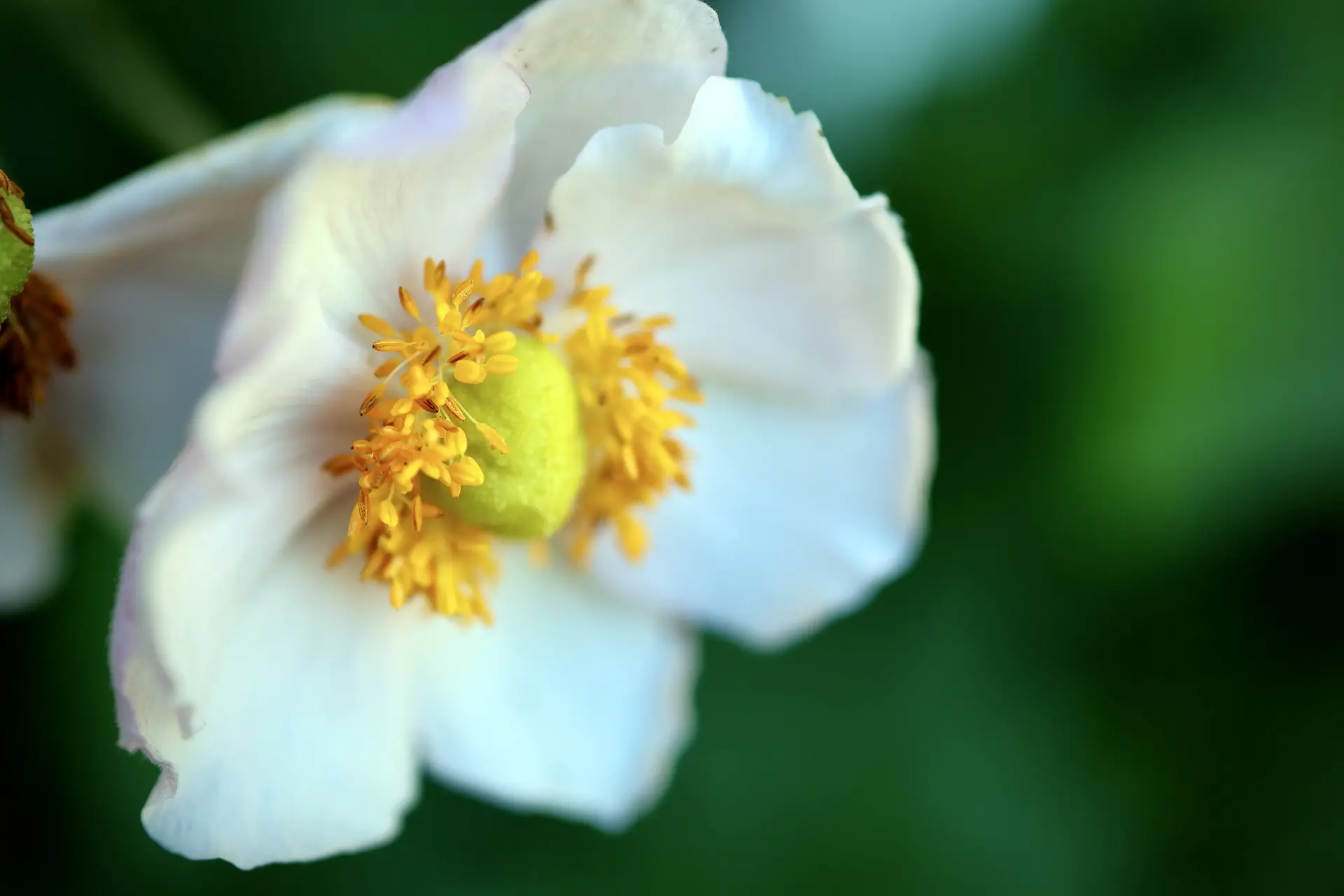 A white anemone flower with a golden center