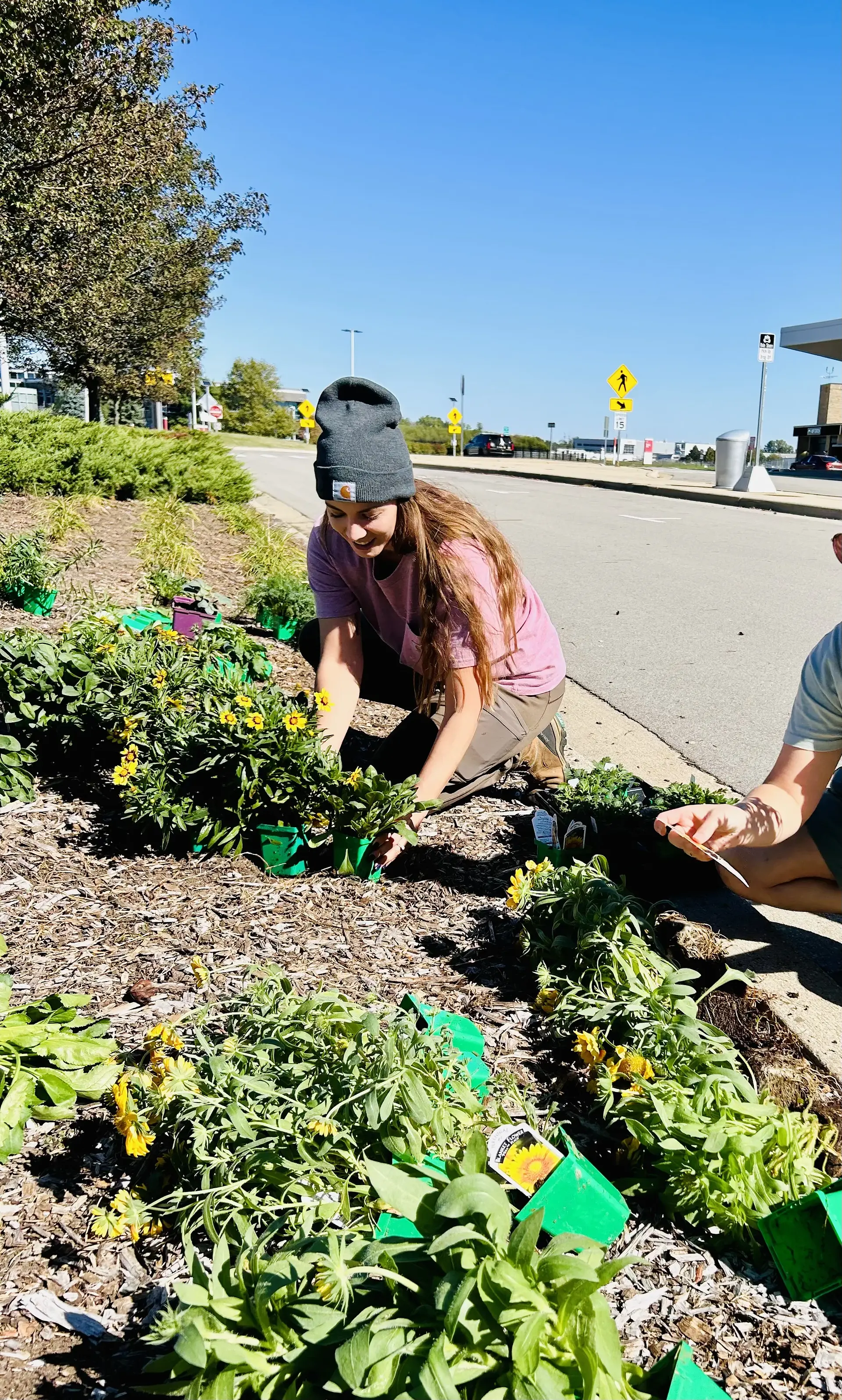 Volunteers planting a new bed along a sidewalk